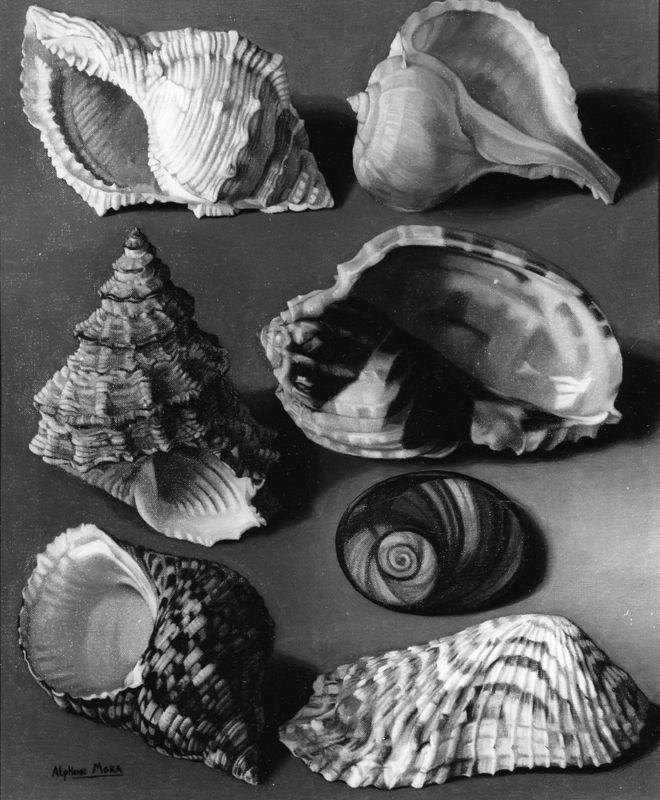 Schelpdieren (serie van 20)