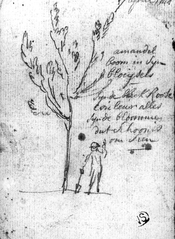 Studies van een bloeiende amandelboom