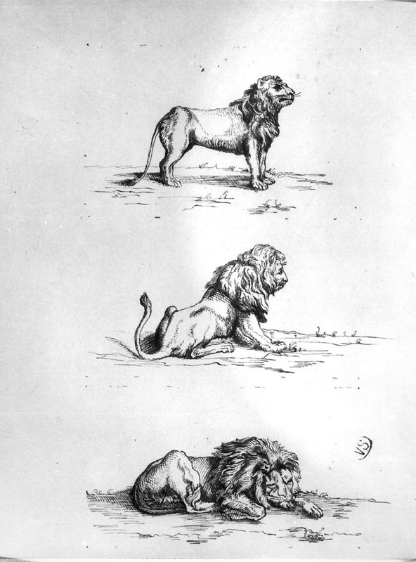 Drie leeuwen