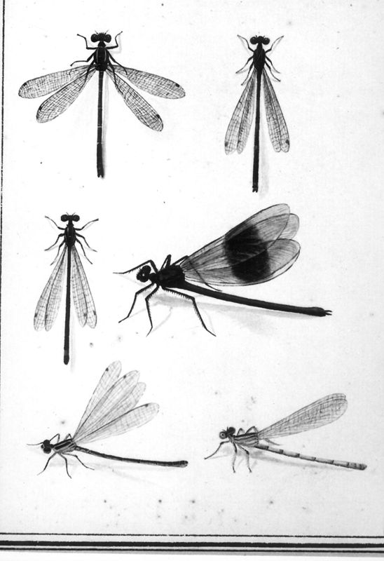 Album met insecten
Libellen