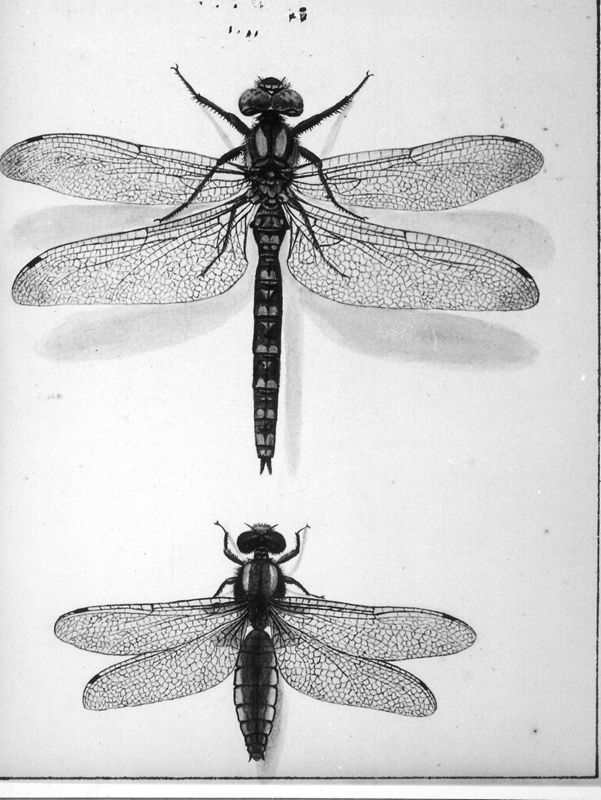 Album met insecten
Libellen
