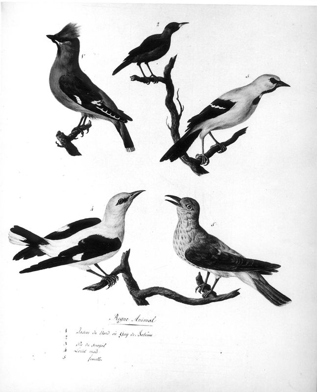 Vijf vogels