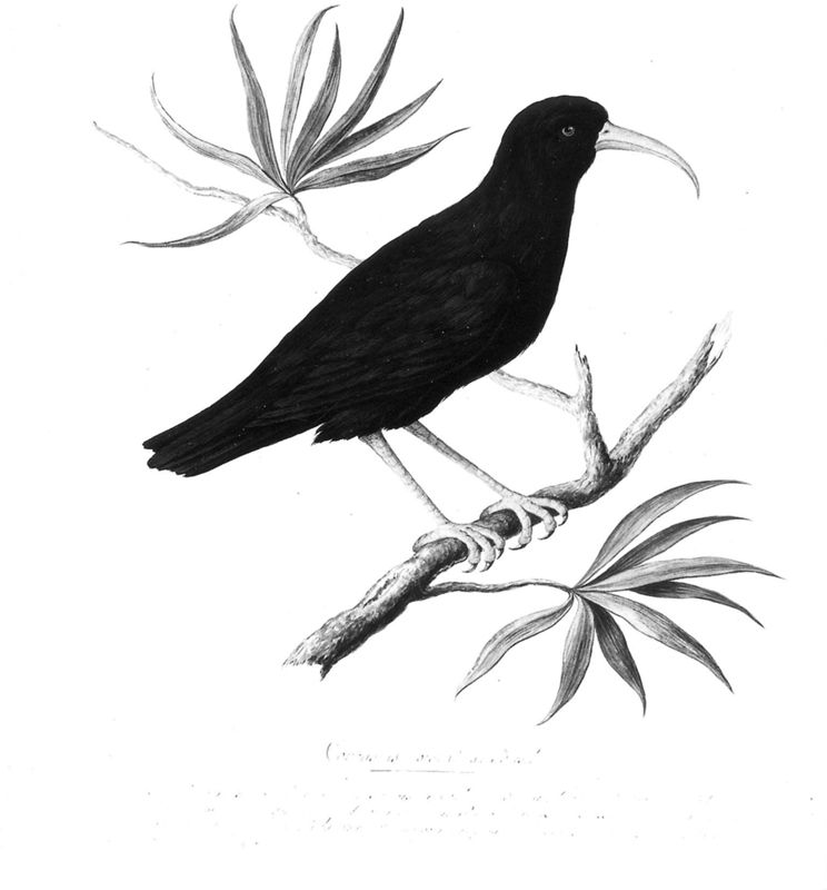 Alpenkauw (?)