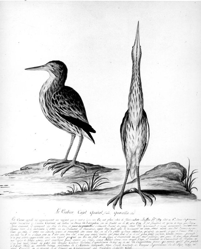 Ralreiger