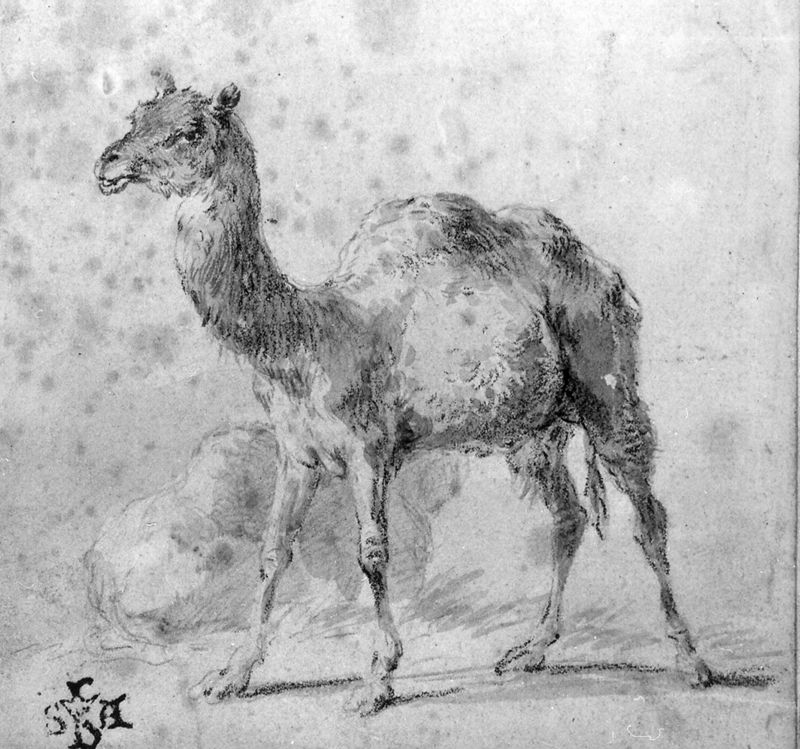 Een lama