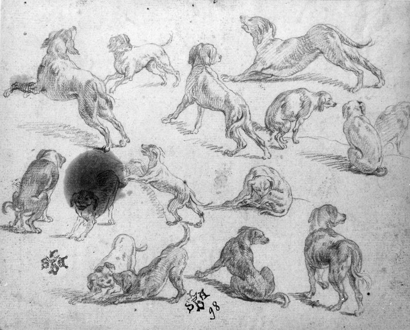 Studies van honden