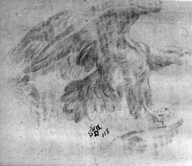 Studie van een vogel