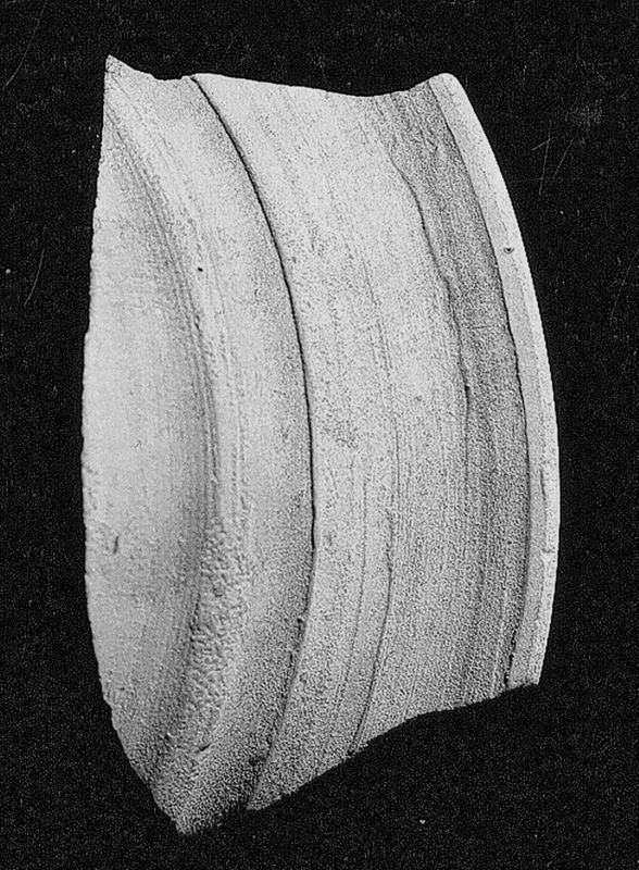 ostracon / Musées Royaux d'Art et d'Histoire