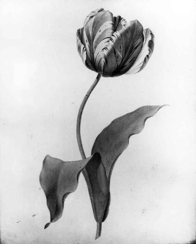 Tulipe