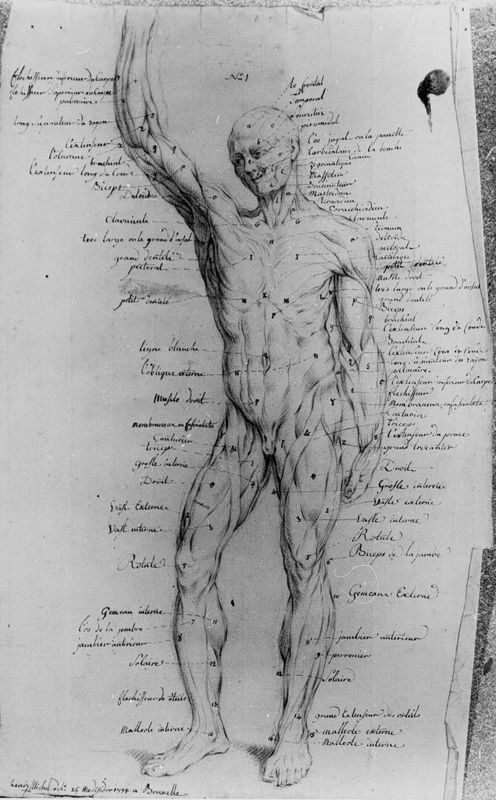 Dessin anatomique