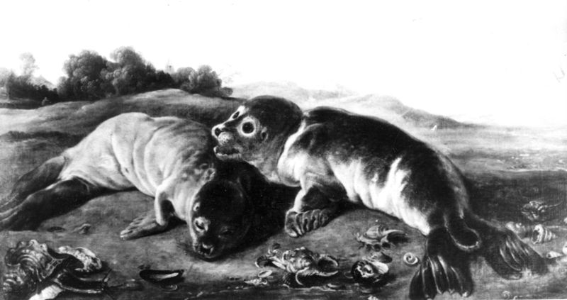 Deux jeunes phoques