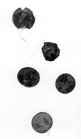 M272633
