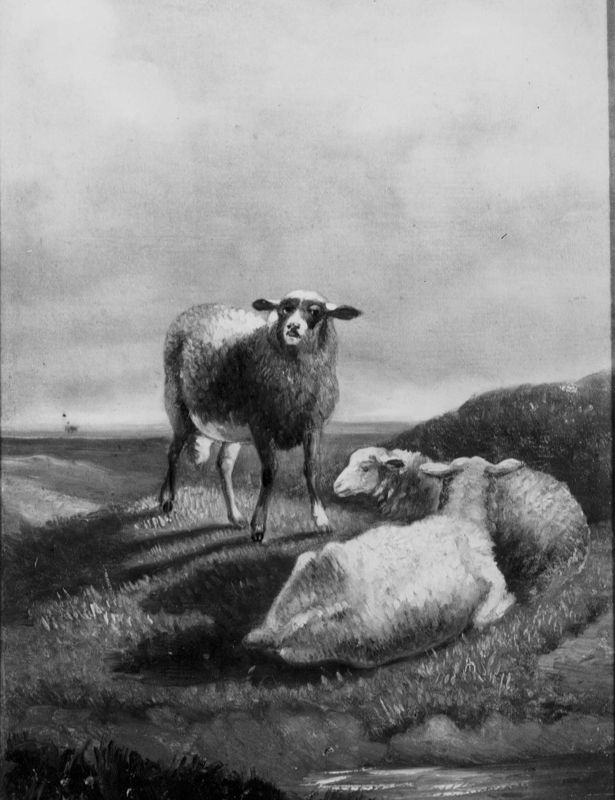 Drie schapen in een landschap