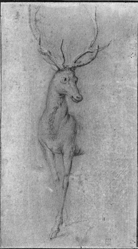 Cerf