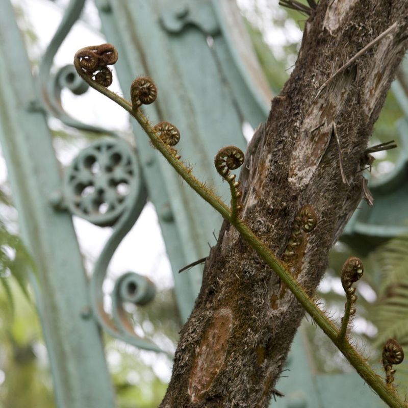 Serres royales de Laeken