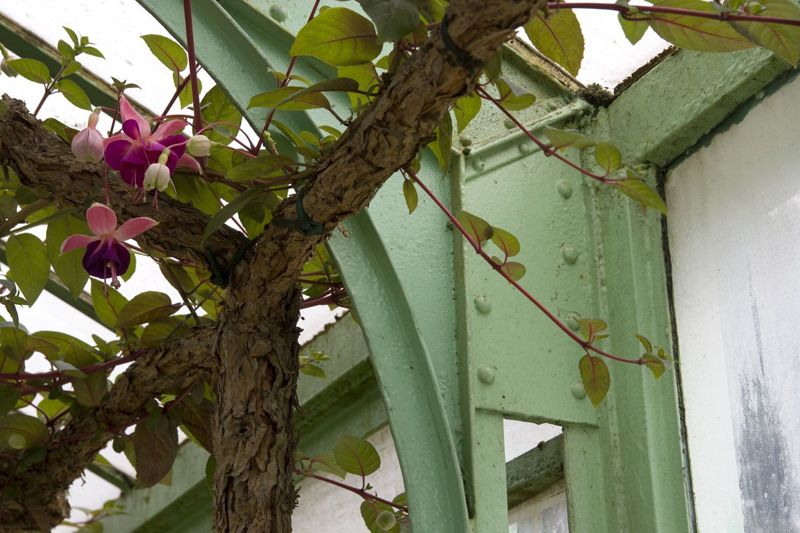 Serres royales de Laeken