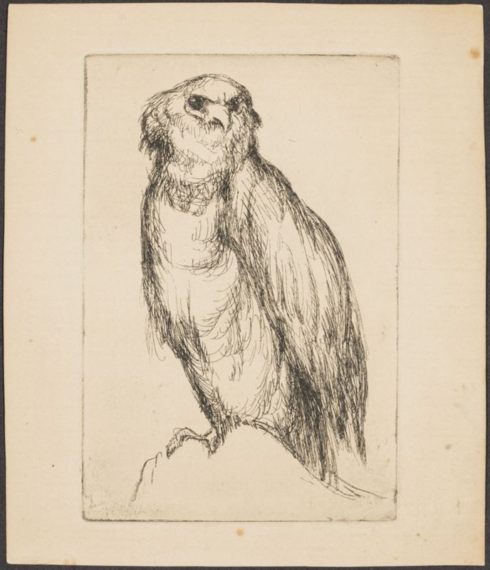 Rapace