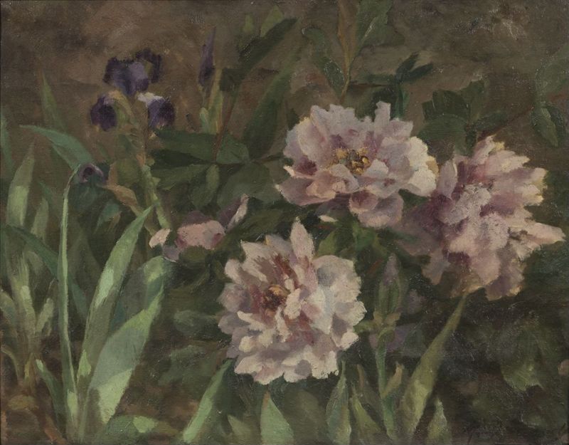 Pivoine  du Japon