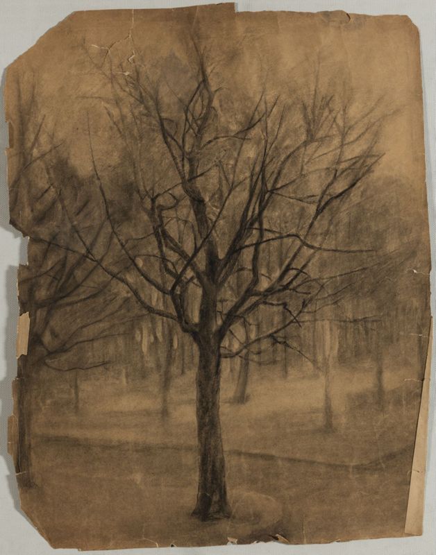 Arbres en hiver