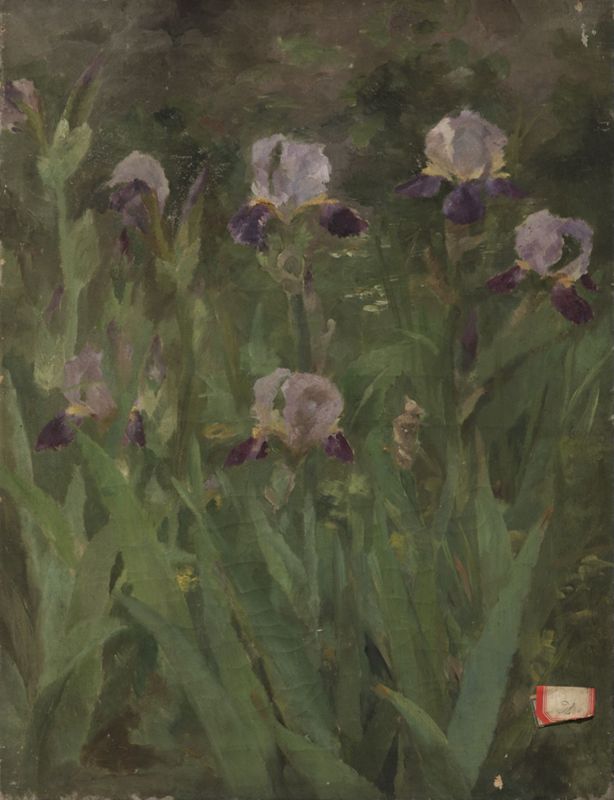 Iris