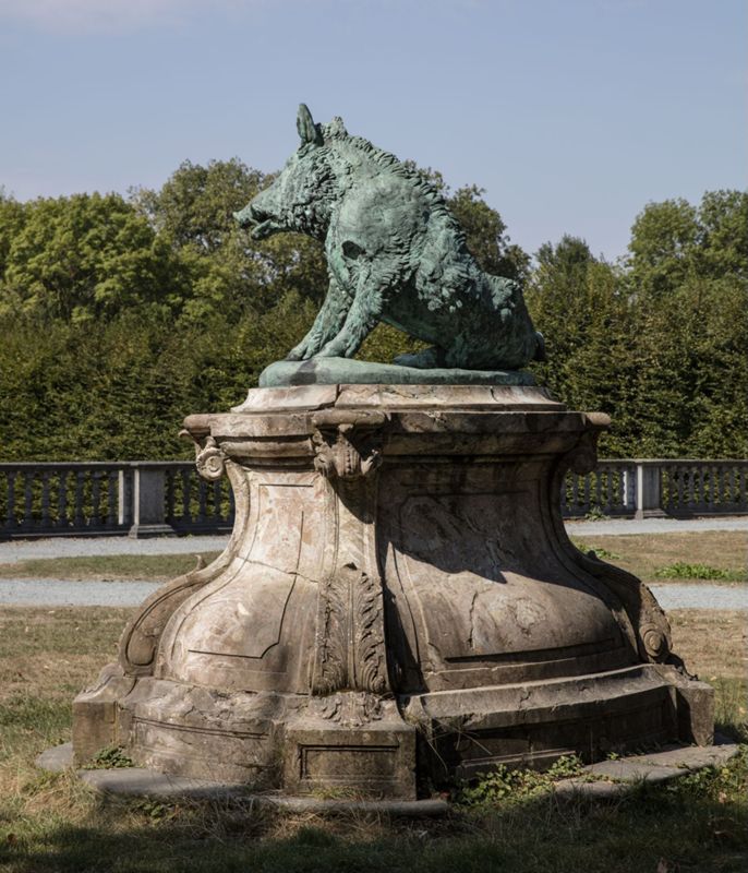 Sanglier blessé