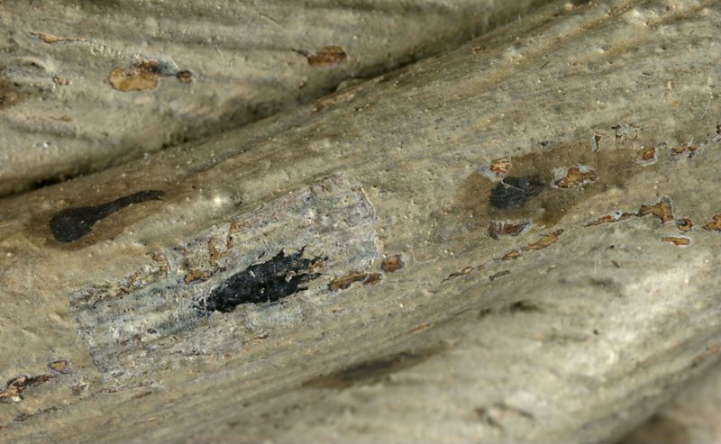 Marteldood van de H. Adrianus