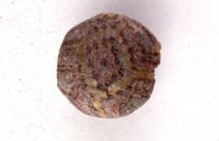di079204