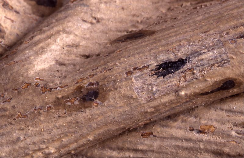 Marteldood van de H. Adrianus