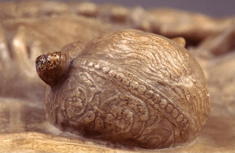 Portretten van Keizer Karel en Isabella van Portugal